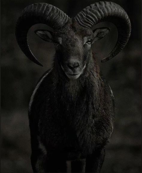 The Witch Movie, Ad Infinitum, Black Phillip, Black Goat, Goat Horns, Night Gallery, Witches Altar, Gothic Aesthetic, The Void