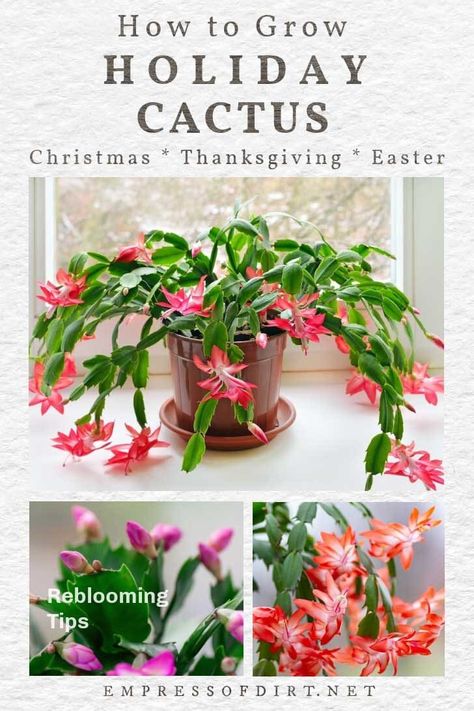 Thanksgiving Cactus Care, Care For Christmas Cactus, Christmas Cactus Care, Christmas Cactus Plant, Cactus Light, Cactus House Plants, Easter Cactus, Thanksgiving Cactus, Holiday Cactus