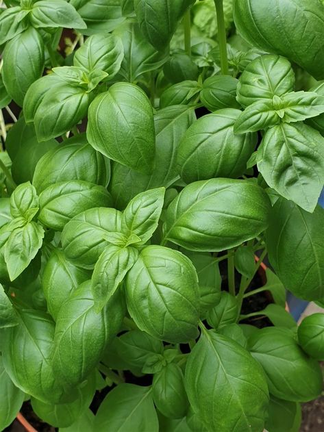 Basil Basil Aesthetic, Scent Board, Jamaican House, Filled Chocolates, Different Planets, Sweet Basil, Culinary Herbs, Fresh Basil, Photo Reference