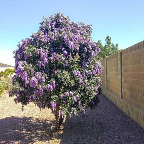 Shop Texas Mountain Laurel Trees at Moon Valley Nurseries Texas Mountain Laurel, About Moon, Laurel Tree, Mountain Laurel, Desert Homes, Desert Landscaping, Best Practices, Nurseries, Curb Appeal