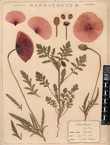 Herbarium specimen of common poppy (Papaver rhoeas) | Flickr - Photo Sharing! Illustration Book, Illustration Botanique, Pink Poppies, Vintage Botanical Prints, Images Vintage, Trendy Flowers, Scientific Illustration, Botanical Drawings, Vintage Botanical