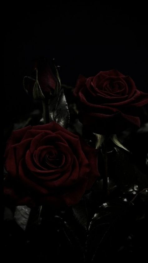 Dark Red Roses, Dark Books, Aesthetic Roses, Rosé Aesthetic, Rose Wallpaper, Ruby Rose, Red Aesthetic, Book Aesthetic, Black Rose