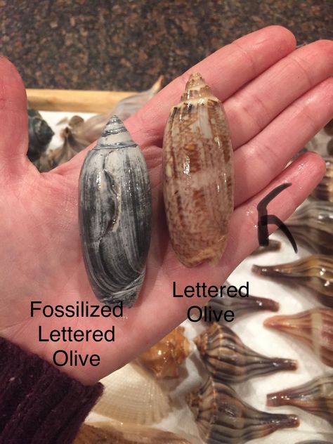 Lettered Olive shells Sea island Georgia 2019 Seashells Lettered Olive Shell, Shell Types, Seashell Letter, Seashell Identification, Ocean Things, Sea Island Georgia, Olive Shell, Sharks Teeth, Fossil Hunting