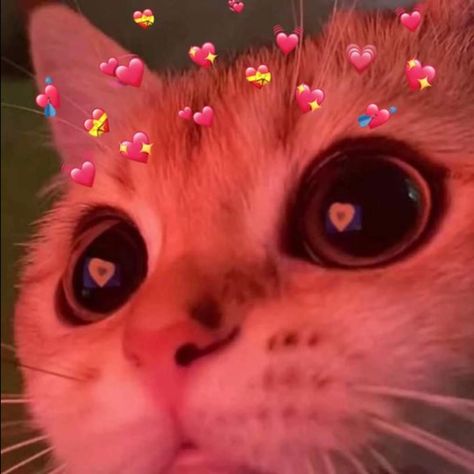 Funny Videos Of Cats, Cat With Hearts, Pfp Cat, Animals Aesthetic, Aesthetic Cats, Funny Looking Cats, Cat Emoji, Cat Profile, Cat Drawings