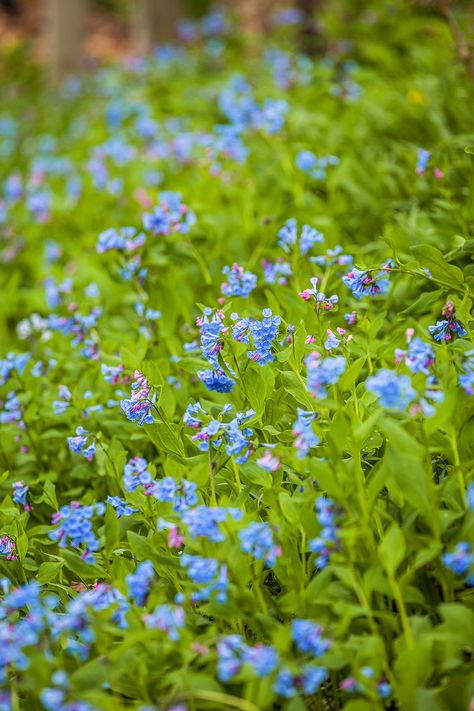 Best Perennials For Shade, Spring Landscaping, Flowering Perennials, Virginia Bluebells, Woodland Gardens, Early Spring Flowers, Best Perennials, Have Inspiration, Woodland Garden