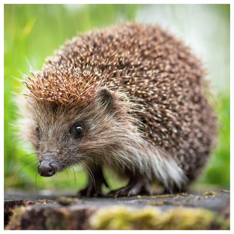 19 - European Hedgehog European Hedgehog, Pet Hedgehog, Hedge Hog, Hedgehog Pet, Cute Hedgehog, Daily Drawing, Art Licensing, Hedgehogs, Drawing Challenge