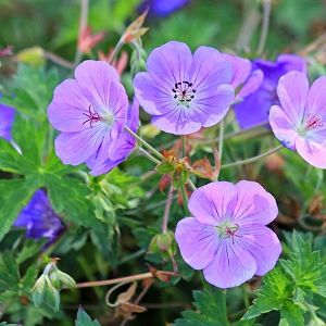 Hardy Geraniums (Cranesbill) Geranium Pratense, Geranium Sanguineum, Geranium Rozanne, Planting Combinations, Cranesbill Geranium, Hardy Geranium, Fragrant Garden, Herbaceous Border, Garden Types