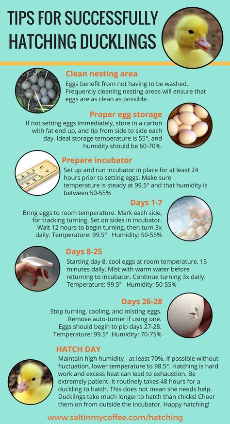 Here's the method I use for successfully hatching ducklings. This consistently gives me very high hatch rates, with vigorous, fluffy ducklings. #ducks #ducklings #keepingducks #hatchingducks #hatchingduckeggs #incubator #incubating #howtohatch #babyducks #hatchaholics #hatching Hatching Duck Eggs, Incubating Eggs, Duck Care, Animal Tips, Raising Turkeys, Hatching Chickens, Backyard Ducks, Baby Chicks Raising, Duck Breeds