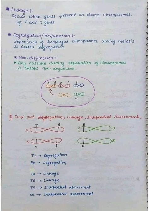 Linkage segregation disfunction alleles Gene dominant Principal Of Inheritance And Variation, Notes Of Biology, Biology Tricks, Biochemistry Notes, Animal Behaviour, Hand Written Notes, Learn Biology, Written Notes, Colorful Notes