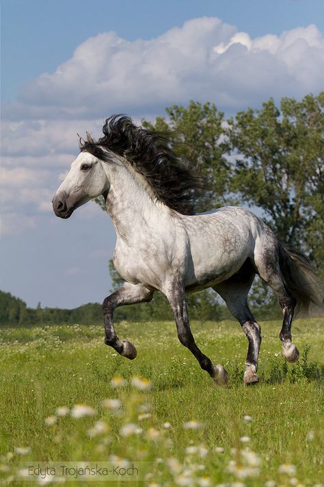 Dapple Grey Horses, Pony Breeds, Beautiful Horse Pictures, Horse Inspiration, Akhal Teke, Andalusian Horse, Horse Aesthetic, Most Beautiful Horses, Grey Horse