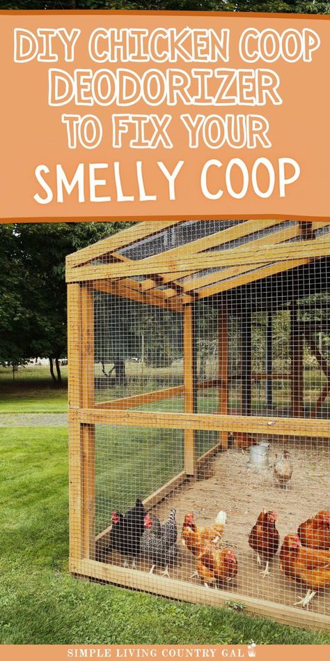 Say goodbye to chicken coop odors with this easy Homemade Chicken Coop Deodorizer! Chickens bring joy and tasty eggs, but a smelly coop can be a problem. Discover how to make your coop smell fresh and clean using simple ingredients. Your chickens will love a clean and pleasant space! Chicken Coop Must Haves Ideas, How To Build A Chicken Coop, Pheasant Pen, Chicken Coop Designs Diy Cheap, Homemade Chicken Coop, Diy Coop, Easy Diy Chicken Coop, Chicken Coop Building Plans, Chicken Coop Designs Diy