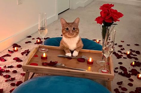 Ginger Cat Sat at Candlelit Table Ready for Her Date: 'Waiting for You' Candle Lit Table, Valentine Date, Candlelit Table, Chicken Cat, Cat Wine, Ask Out, Ginger Cat, Cat Valentine, Dating App