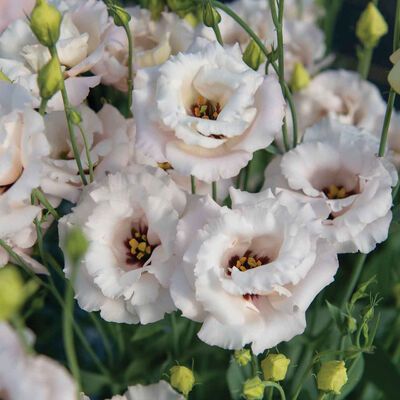 Blush Lisianthus, Prairie Gentian, Gentian Flower, Strawberry Seed, Bush Beans, Deep Maroon, Heirloom Vegetables, Plant Spacing, Pink Petals