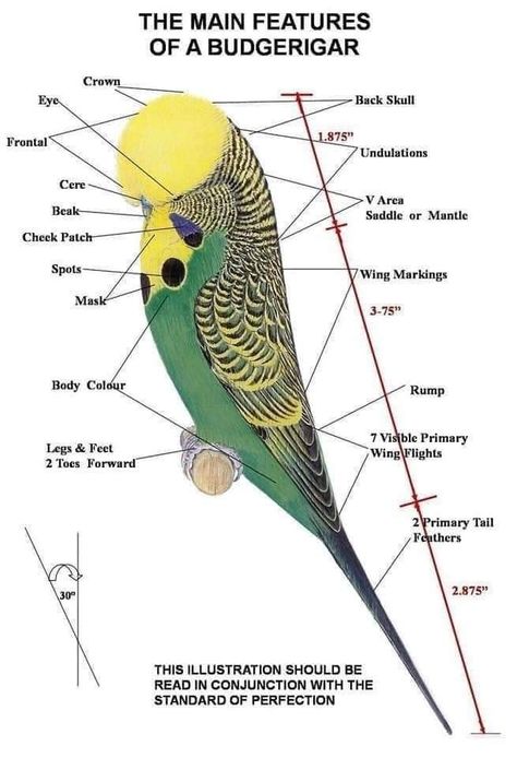 English Budgie, Parakeet Care, Budgies Parrot, African Lovebirds, Budgie Bird, Australian Parrots, Budgies Bird, Budgie Parakeet, Quails