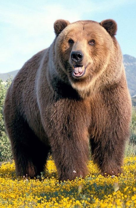 Facts About Bears, Beruang Grizzly, Joyful People, Forest Dweller, Russian Vodka, Bear Tattoos, Bear Images, Bear Photos, Bear Pictures