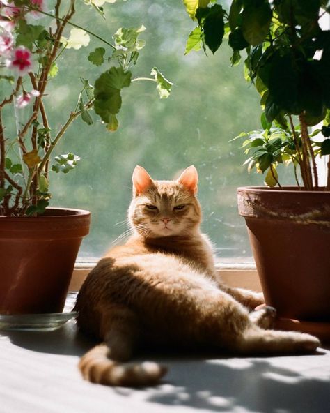 Beautiful Cat Photography, Cute Cat Photography, Cat And Plants, Cat Plants, Cats Photography, Image Chat, Cat Pose, Mama Cat, Cat Photography