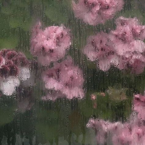 Weather Photography, Rainy Window, Rainy Day Aesthetic, Pink Photography, Drinks Coffee, Foggy Forest, Dark Flowers, Japan Aesthetic, Aesthetic Japan