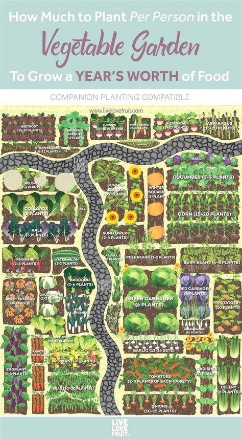 Bean Plant, Bush Beans, Corn Plant, Kingston Ontario, Pole Beans, Vegetable Garden Design, Olive Garden, Kew Gardens, Flowers Wallpaper