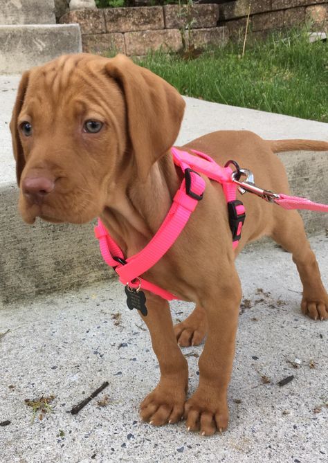 ❤️How would ya'll give this dogi a treat? 🔥💜 Viszlas Puppy, Hungarian Vizsla Puppy, Animals Tattoo, Tattoo Nature, Hungarian Vizsla, Puppies Cute, Vizsla Dogs, Puppy Biting, Dog Behavior Problems