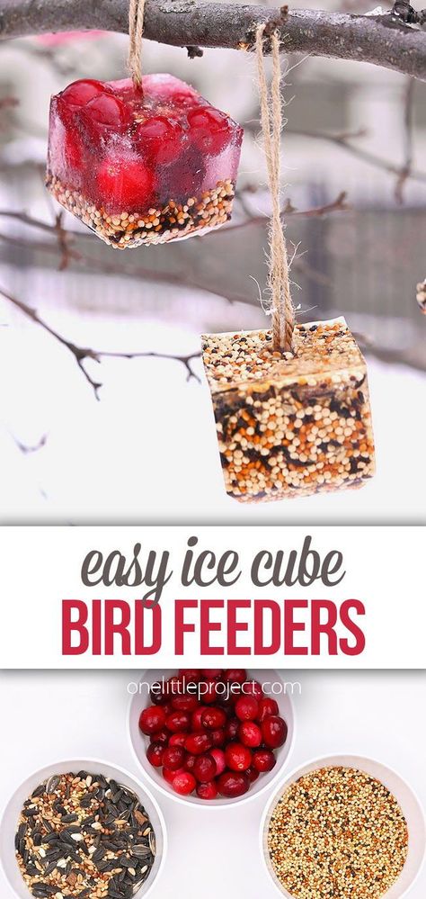 Ice Bird Feeder, Winter Bird Activities Preschool, Birds In Winter Crafts For Kids, Winter Bird Craft, Winter Bird Crafts For Kids, Winter Crafts For Adults, Ice Ornaments, Bird Feeders For Kids To Make, Winter Bird Feeders