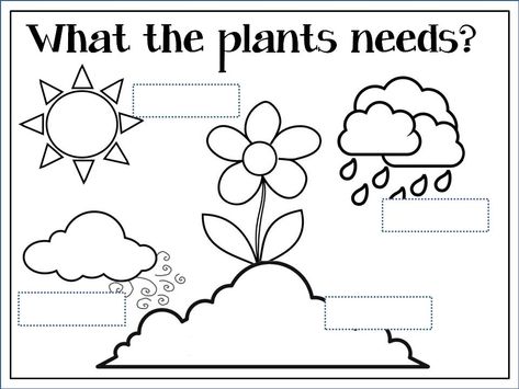 Plants Needs Kindergarten, Plants Needs Activities, What Do Plants Need To Grow Preschool, Plant Needs Worksheet, Plant Lap Book, Plant Lessons, Plants Worksheets, Planting For Kids, Plant Activities