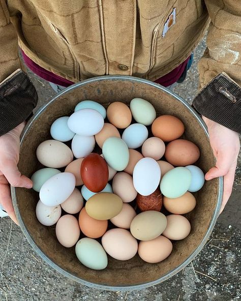 Instagram 上的 5 Arrows Farm：「 Rainbow eggs🌈 Collecting eggs is probably one of my favorite “chores” to do every evening. You would think that I’d be over it by now. But… 」 Turkey Eggs, Farm Chores, Diy For Beginners, Collecting Eggs, Yeast Starter, Chicken Farmer, Best Buffet, Varieties Of Tomatoes, Poultry House