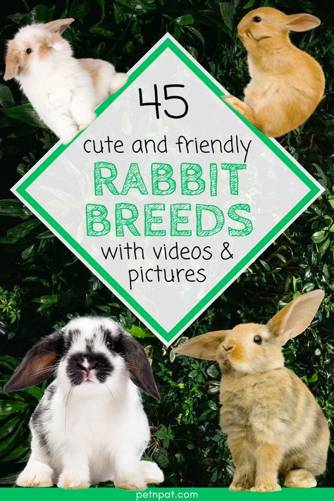 Different rabbit breeds for families Cute Bunny Breeds, Different Bunny Breeds, Bunny Breeds Chart, Rabbit Breeds Types Of Bunnies, Types Of Rabbits Breeds, Rabbits As Pets, Types Of Rabbits, Types Of Bunnies, Bunny Breeds