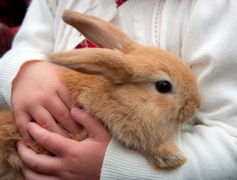 Ginger Bunny, Kingsbridge Show | Flickr - Photo Sharing! Ginger Bunny, Ginger Rabbit, Ginger Kids, Fluffy Things, Pet Bunny Rabbits, Honey Buns, Dream Place, Pet Bunny, Asian Kids