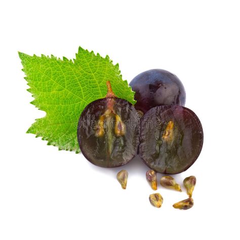 Grape in close up. Dark grape in close up , #spon, #close, #Grape, #grape, #Dark #ad Protect Your Heart, Plant Science, Natural Anti Aging, Grape Seed Extract, Recipe Images, Essential Fatty Acids, Dark Blue Color, Natural Essential Oils, Amino Acids