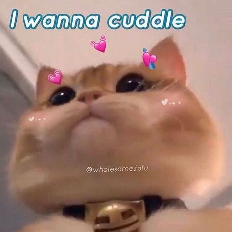 Cuddling Meme, Spam Post, Wholesome Pictures, Cute Love Memes, Cat Cuddle, Silly Cats Pictures, Funny Images Laughter, Cute Messages, Love My Boyfriend