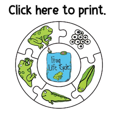 Frog Life Cycle Printable Puzzle 3d Life Cycle Of A Frog, 3d Frog Life Cycle Craft, Frog Life Cycle Printable, Frog Life Cycle Craft, Frog Life Cycle Activities, Life Cycles Preschool, Life Cycle Activities, Frog Life Cycle, Cycle For Kids