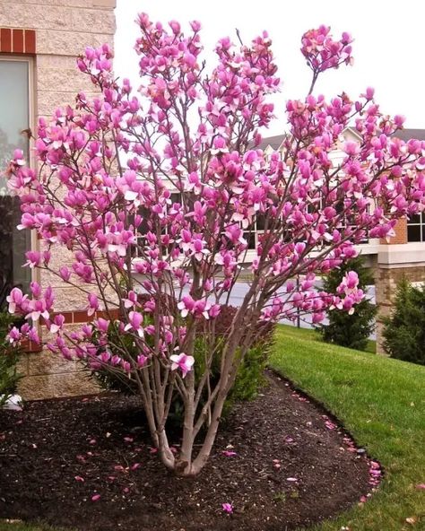 Small Landscaping, Trees For Front Yard, Front Yards Curb Appeal, Landscaping Trees, Flowering Tree, Front Landscaping, Magnolia Trees, Home Landscaping, Small Yard