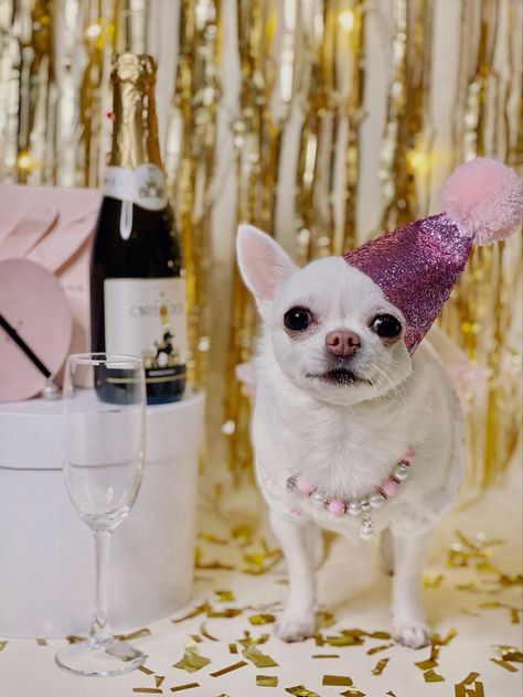 Chihuahua Birthday, Chihuahua Photos, Beverly Hills Chihuahua, Dog Themed Parties, Party Aesthetic, Dog Birthday Party, Silly Animals, Birthday Hat, Chihuahua Dogs