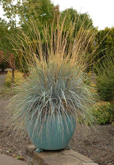 Helictotrichon sempervirens, Blue Oat Grass. Blue Oat Grass, Missouri Botanical Garden, Grasses Landscaping, Grasses Garden, Patio Plants, Garden Containers, Starter Plants, Traditional Landscape, Ornamental Grasses