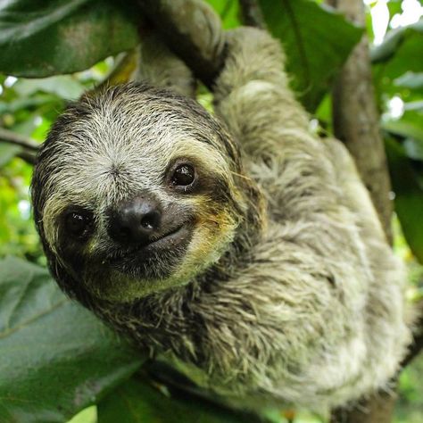 15+ Unbearably Cute Sloth Pics To Celebrate The International Sloth Day Sloth Pictures, Pictures Of Sloths, Sloth Gif, Cute Sloth Pictures, Sloth Photos, Sid The Sloth, Animal Aesthetic, Sloth Life, Tattoo Nature