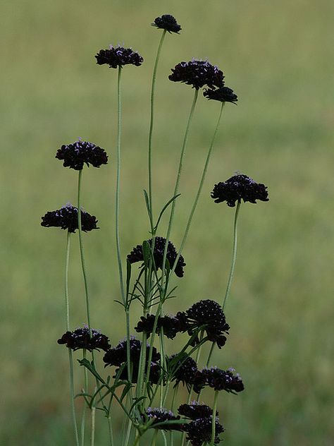 Scabiosa 'Black Knight' one of my favorites Black Scabiosa, Flower List, Purple Colour Flowers, Dark Garden, Illustration Reference, Goth Garden, Flowers Dark, List Of Flowers, Gothic Garden