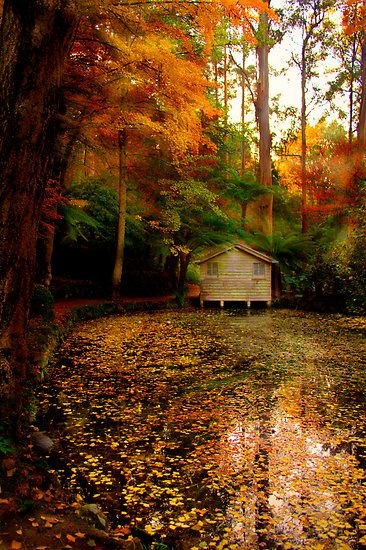 Autumn In The Woods Autumn Pictures, A Cabin In The Woods, Fallen Leaves, Autumn Scenes, A Cabin, Cabin In The Woods, Autumn Scenery, Fabulous Fall, Stilts