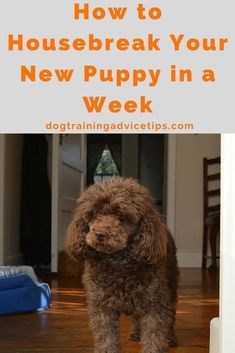 Diy Schedule, Dog Commands Training, How To Potty Train, Train Your Puppy, Dog Obedience Training, House Training Puppies, Evansville Indiana, Easiest Dogs To Train, Cesar Millan