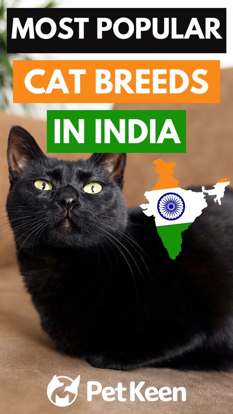 This list of the most popular cat breeds in India will introduce you to the breeds that the country loves best! Indian Cats, Types Of Cats Breeds, Cat Breeds List, India Pictures, Best Cat Breeds, Most Popular Cat Breeds, Popular Cat Breeds, Rare Cats, Cat Call