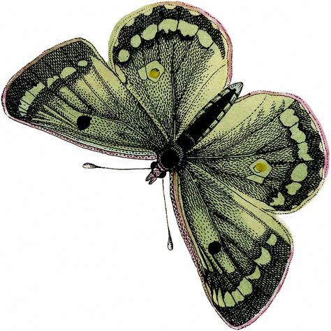 Vintage Green Butterfly Image! - The Graphics Fairy //  From a Circa 1863 German Natural History Butterflies and Moths Book. Haircut Butterfly, Tattoos Butterfly, Butterfly Image, Butterfly Haircut, Butterfly Locs, Butterfly Nails, The Graphics Fairy, Butterfly Butterfly, Butterfly Tattoos