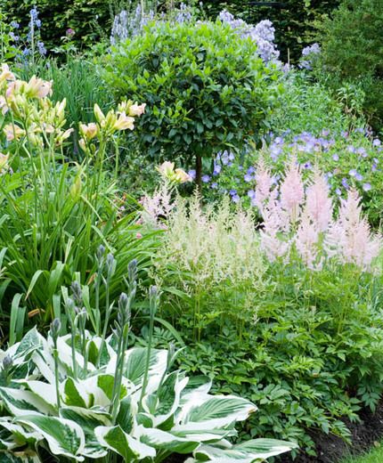 Garden Ideas, Perennial Planting, Perennial combination, Summer Borders, Fall Borders, Astilbe Diamant, Astilbe Europe, Hemerocallis Catherine Woodbury, Geranium Rozanne, Geranium Johnson Blue Rozanne Geranium, Hosta Patriot, Geranium Rozanne, Shade Garden Design, Plantain Lily, Shade Garden Plants, Hosta Gardens, Shade Perennials, Traditional Garden