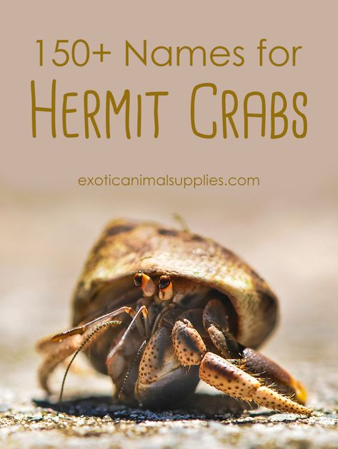 Creative, funny, and unique name ideas for hermit crabs and other crab pets. Use this complete list to inspire you for boy and girl crab names. Hermit Crab Cage, Unique Name Ideas, Hermit Crab Homes, Hermit Crab Habitat, Funny Animal Pics, Pet Aesthetic, Hermit Crab Tank, Classroom Pets, Hermit Crab Shells