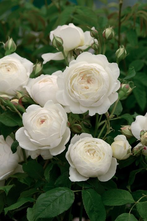 Claire Austin Rose Review | David Austin 2007 - The Right Roses Claire Austin Rose, David Austin Climbing Roses, David Austin Rose, Rose Belle, Rose Rise, Austin Rose, Fragrant Roses, Climbing Rose, Heirloom Roses