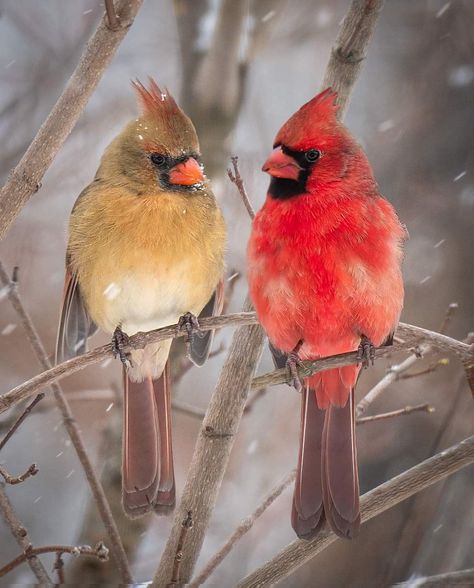 Cardinals Painting, Cardinal Paintings, Cardinal Photography, Red Cardinal Painting, Cardinal Illustration, Cardinal Pair, Cardinal Pictures, Two Cardinals, Cardinals Birds