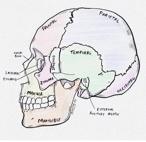 Skull Anatomy Drawing Study, Human Skull Anatomy, Biology Diagrams, Human Heart Anatomy, Science Drawing, Doctor Drawing, Skull Anatomy, Nurse Inspiration, Heart Anatomy