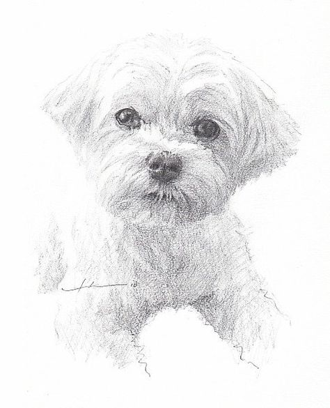 Maltese Dog Drawing, Maltese Drawing, Blackwing Pencil, Dog Pencil Drawing, Dog Portrait Drawing, Portrait Au Crayon, Photo Facebook, Dog Sketch, Maltese Dog