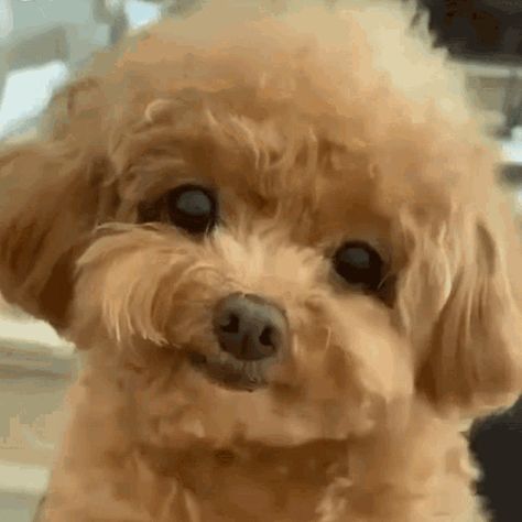 Cartoon Kiss, Puppies Gif, Love Your Pet Day, Smile Gif, Chris Meloni, Perfect Cute, Puppy Dog Eyes, Cute Puppy Videos, Puppy Face