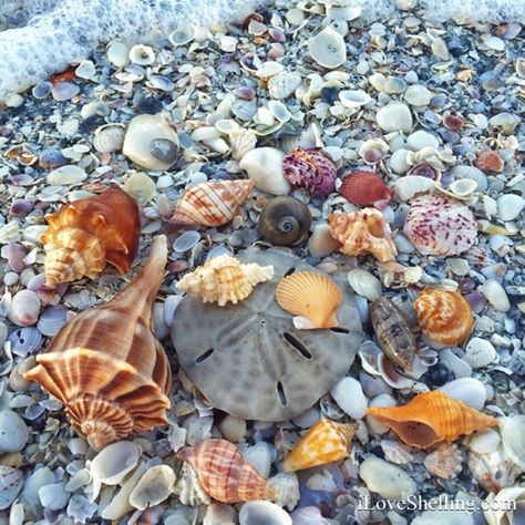 Sea Shells On The Beach, Shells On Beach, Deco Marine, Art Coquillage, Beach Shells, Sanibel Island Florida, Ocean Treasures, Captiva Island, She Sells Seashells