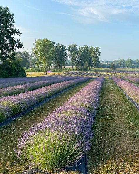 Henry Aesthetic, Lavender Farms, Lavender Farm Wedding, Growing Lavender, Field Wedding, Emily Henry, Michigan Wedding Venues, Garden Stairs, Port Huron