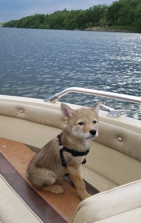 Show #381: Hunting Pheasants With Coyotes - Sporting Journal Radio Coyote Pup, Lake Of The Woods, Coyote Hunting, Pheasant Hunting, Lake Lodge, Life Vest, Cute Dog Pictures, On A Boat, Baby Cats